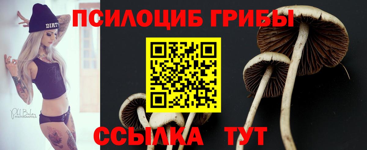 Кингисепп  Псилоцибиновые грибы мухоморы  Вход с VPN  Псилоцибиновые грибы Psilocybine cubensis 